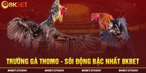 Trường gà Thomo sôi động bậc nhất 8kbet