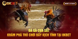 Đá Gà Cựa Sắt - Khám Phá Trò Chơi Đầy Kịch Tính Tại 8kbet